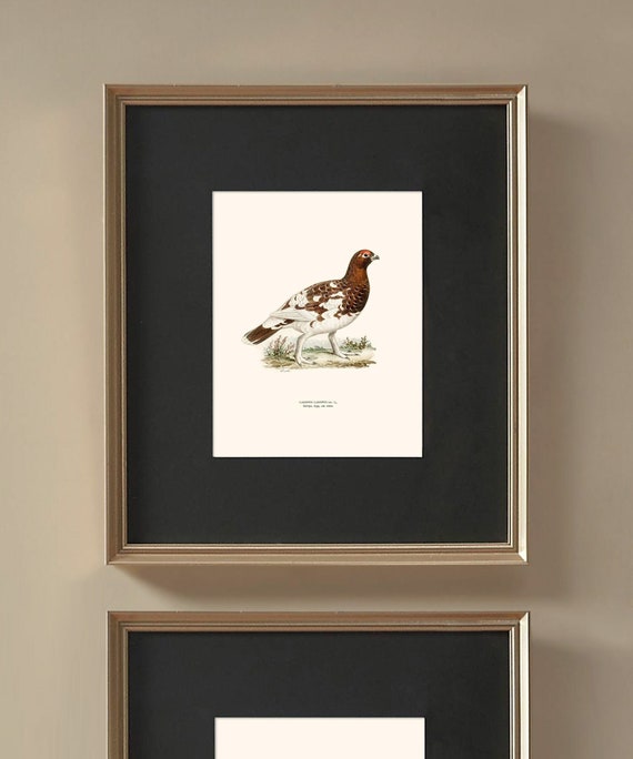 Vintage Bird Hunting Gallery Wall Print Set of 6, Game Bird Wall Art, Large Bird Print, Hunting Prints, Masculine Home Decor, Pheasant Bird