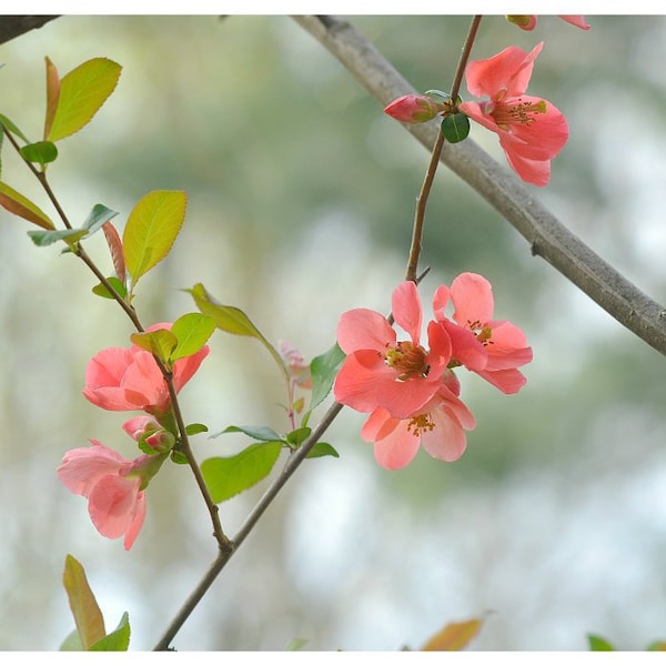 Quince blossoms