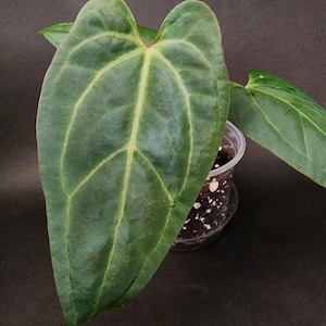 Anthurium Mr. Worldwide X  Silver Chrome x Tezula Red Crystallinum seedling #4