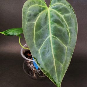 Anthurium Mr. Worldwide X  Silver Chrome x Tezula Red Crystallinum seedling #7