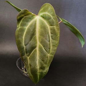 Anthurium Mr. Worldwide X  Silver Chrome x Tezula Red Crystallinum seedling #6