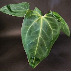 Anthurium Mr. Worldwide X  Silver Chrome x Tezula Red Crystallinum seedling #3