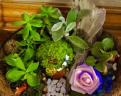 Succulent Garden - Woodland Fairy Escape