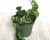 Hoya Hindu Rope