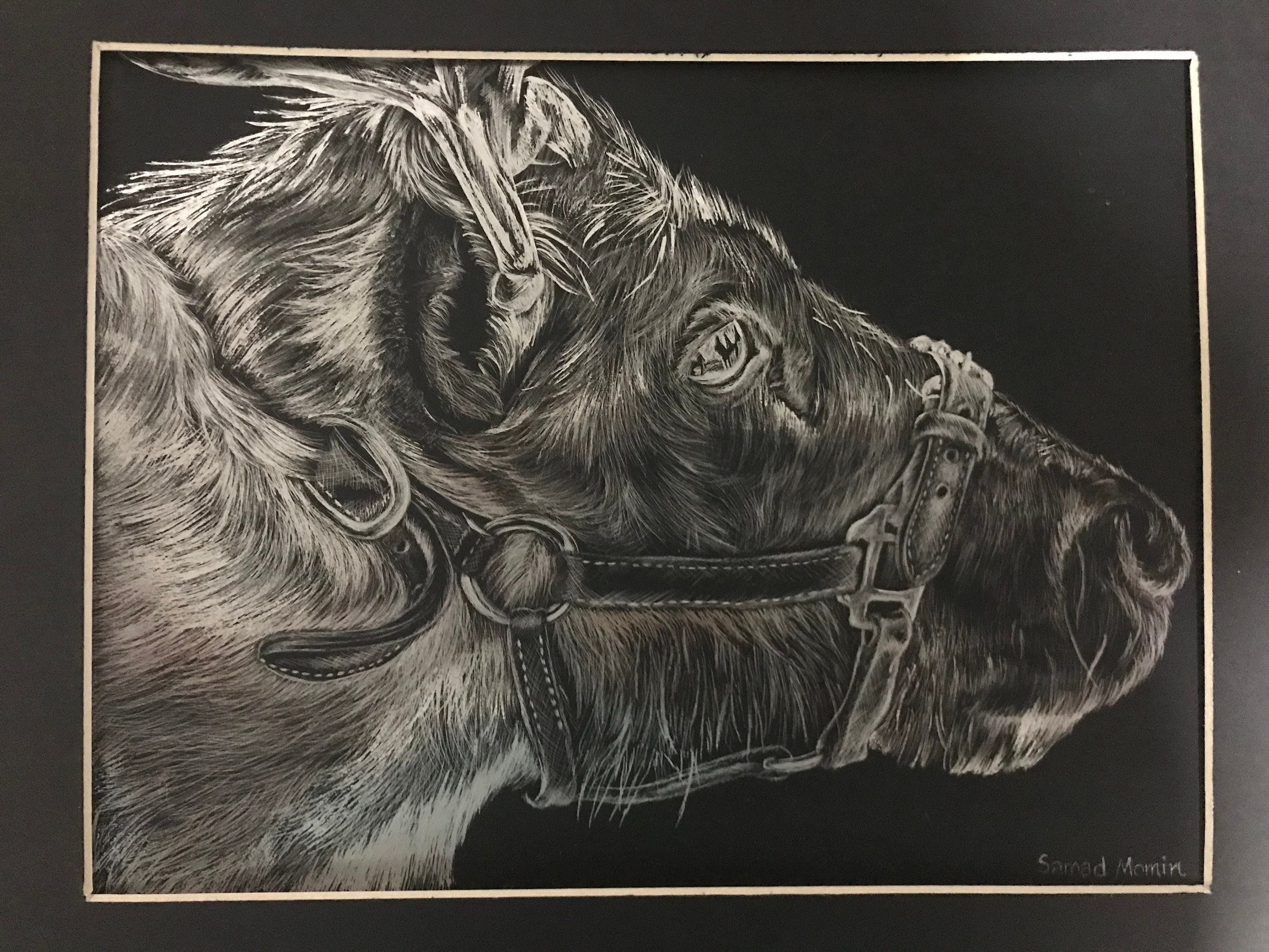 Cattle Original Scratch Art Etsy