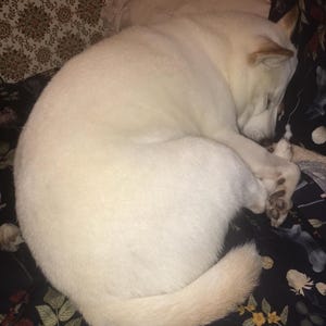 May include: A curled-up, cream-colored dog resting on a floral patterned blanket. The dog's fur is a soft, light color, and its tail is curled near its body. The dog appears to be sleeping peacefully.