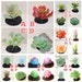 Beautiful Artificial Succulents | Colorful Fake Succulents | Choose Your Succulents 