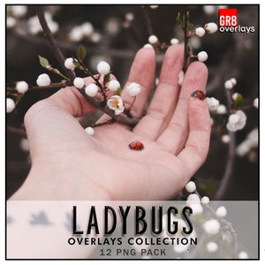12 COCCINELLE, Sovrapposizioni di Photoshop, File PNG, Sovrapposizioni di foto, Sovrapposizione di Photoshop, Insetti, Clipart di coccinelle, Fotografia