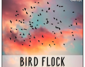 10 BIRD FLOCK Photoshop Overlays, PNG files, Photo Overlays, Photoshop Overlay, Birds Overlays, Birds Clipart, Photography