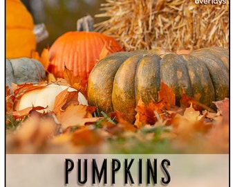 May include: A collection of pumpkins of various sizes and colors, including orange, green, and white, are scattered on a bed of fallen autumn leaves. The pumpkins are surrounded by hay bales and green grass.