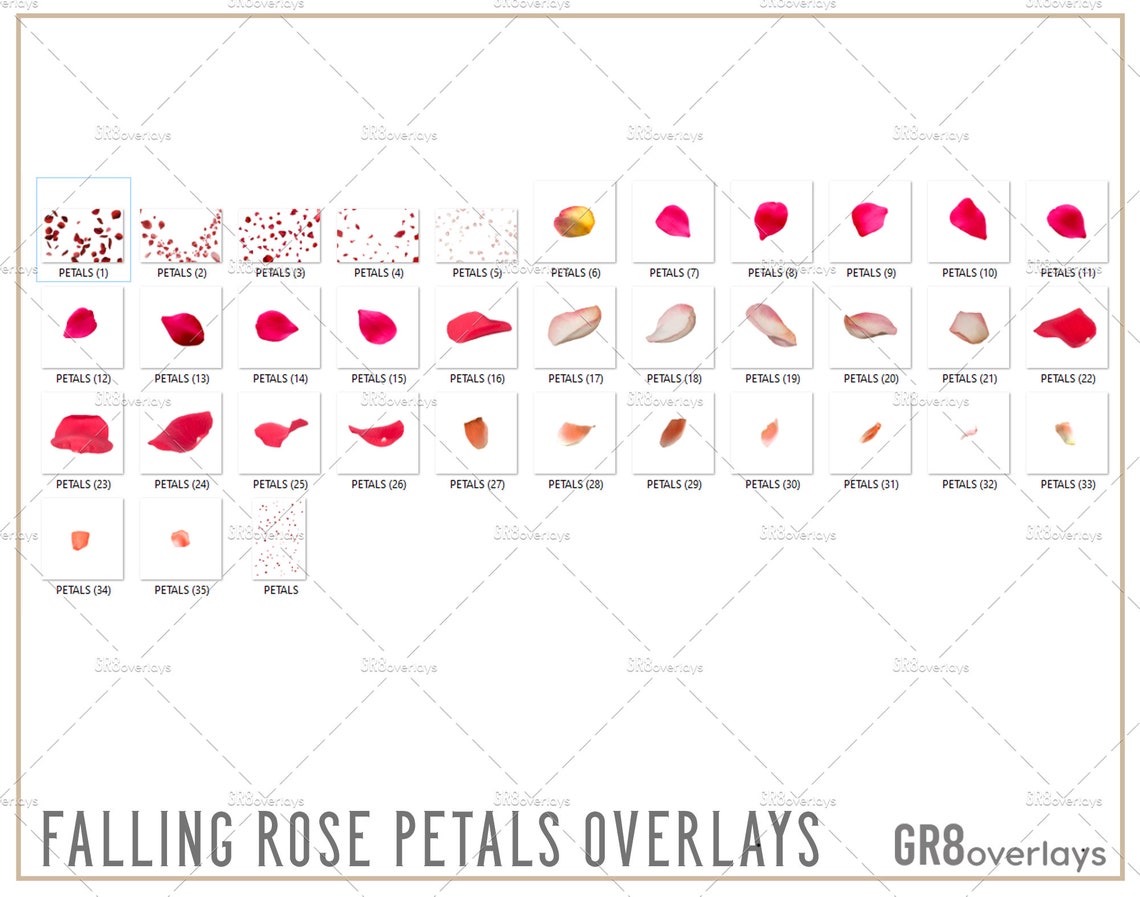 36 Falling ROSE PETALS Overlays, PNG Files, Photoshop Overlay ...
