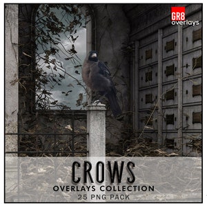 CROWS OVERLAYS, PNG, Crow, Photoshop Overlays, Photoshop Overlay, Crow Overlay, Crows Overlays, Halloween Overlays