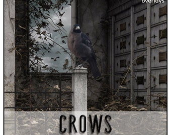 CROWS OVERLAYS, PNG, Crow, Photoshop Overlays, Photoshop Overlay, Crow Overlay, Crows Overlays, Halloween Overlays