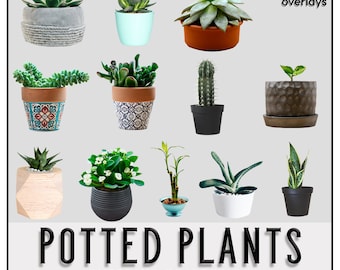 12 POTTED PLANTS Overlays, PNG, Photoshop Overlays, Photoshop Overlay, Plants, Transparent Background, Instant Download, Decor