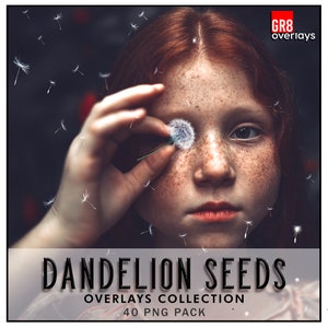 40 DANDELION SEEDS Overlays, Photoshop overlays, Digital flower overlays, flying dandelions PNG files, Digital Overlays, Outdoors Photograph