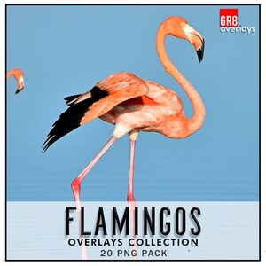 FLAMINGOS OVERLAYS, PNG, Flamingo, Outdoor Overlays, Photoshop Overlays, Photoshop Overlay, Birds Overlays, Photoshop Flamingos, Beach