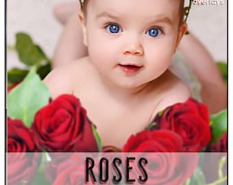 ROSES Overlays, PNG, Flowers, Rose Overlay, Photoshop Overlays, Photoshop Overlay, Flowers Overlays, Photoshop Roses