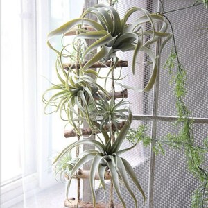 Artificial Plastic Tillandsia Airplant Air Plant Green Floral Home Decor NEW Artificial Plastic Tillandsia Airplant Air Plant Green Floral Home Decor NEW