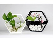 Hydroponic Honeycomb Hanging Planter Indoor, Hanging Wall Planter Indoor, Hexagon Geometric Terrarium, Air Plant Holder, Florarium Wall Vase