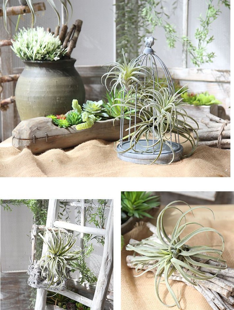 Artificial Tillandsia Faux Air Plants DIY Garden Artificial Etsy