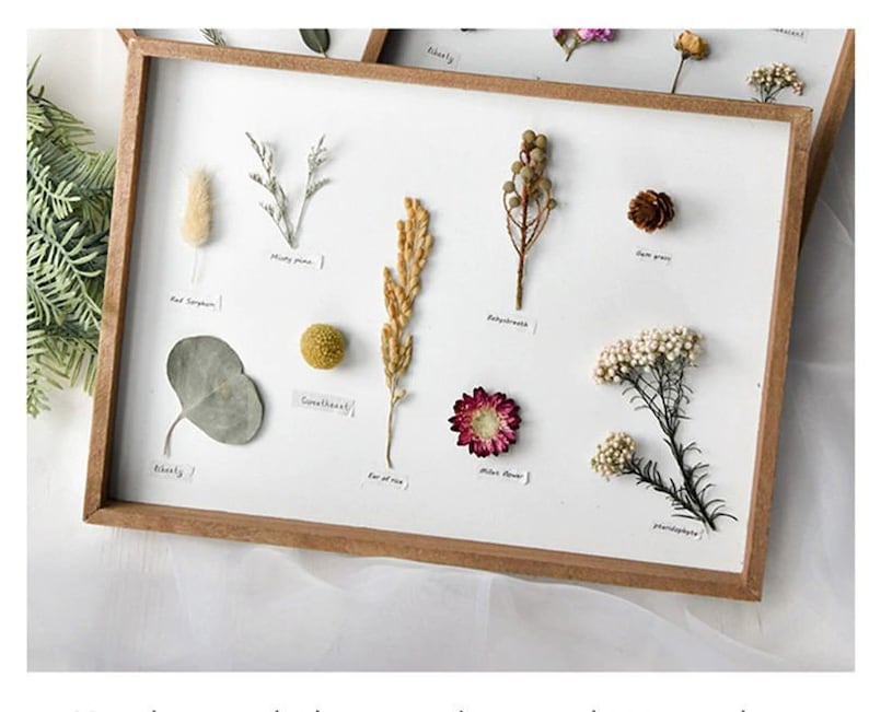 Herbarium Frame With Pressed Flower Art Preserved Flowers Etsy
