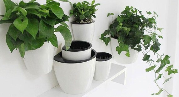 3 Pack Plastic Self-watering Wall Hanging Vase Flowers and Plants Holder 3 Pack Plastic Self-watering Wall Hanging Vase Flowers and Plants Holder