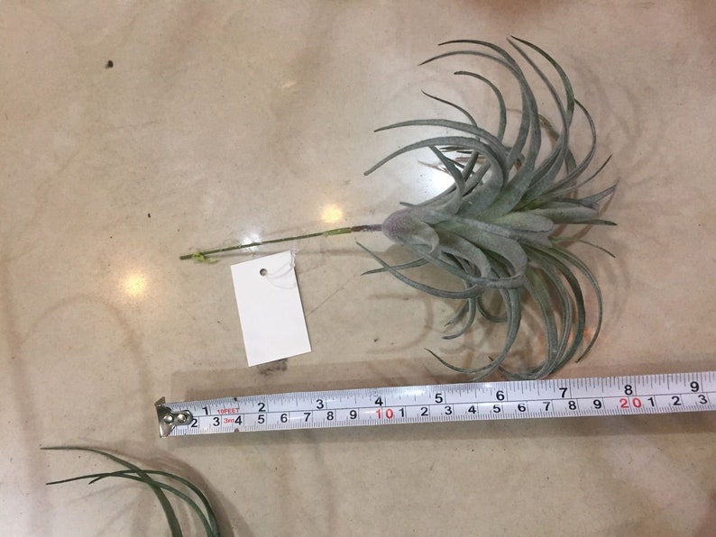 Artificial Tillandsia Faux Air Plants DIY Garden Artificial Etsy