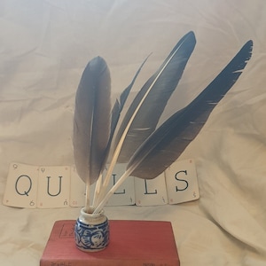 Plume de calligraphie en plumes d'oie