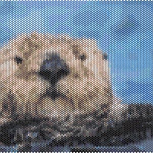 Sea Otter