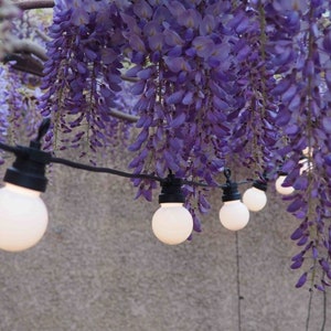Pode incluir: Uma corda de luzes brancas em forma de globo pendurada em uma treliça coberta de flores de glicínia roxas.