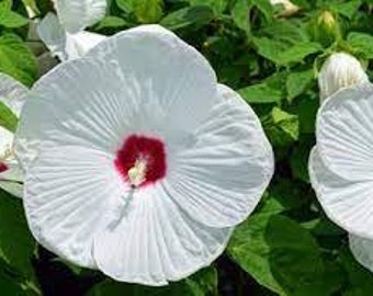 Hardy Hibiscus moscheutos 'Luna White' Shrubby Perennial Live Plant Huge White Flower Red Eye--Gorgeous!!