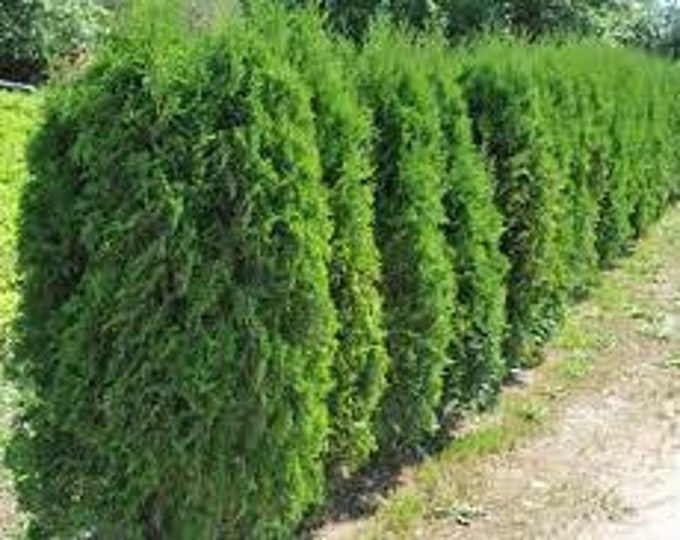 3 Arborvitae holmstrup Thuja Occidentalis Live Etsy