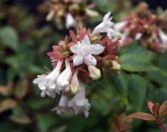 Rose Creek Abelia x grandiflora Live Starter Plant Flowering Shrub White Flowers---Gorgeous!!