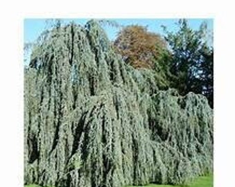 Weeping Blue Atlas Cedar Cedrus atlantica Glauca pendula Live Plant Evergreen Steel Blue Foliage---Stunning!!