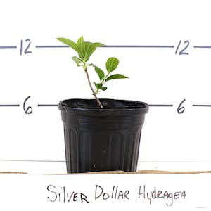 Puede incluir: Una joven planta de Silver Dollar Hydrangea en una maceta de pl&aacute;stico negro. La planta tiene hojas verdes y un tallo delgado. La imagen incluye marcas de medici&oacute;n a 15 y 30 cent&iacute;metros.