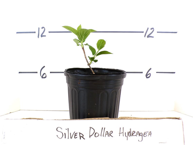 Puede incluir: Una joven planta de Silver Dollar Hydrangea en una maceta de pl&aacute;stico negro. La planta tiene hojas verdes y un tallo delgado. La imagen incluye marcas de medici&oacute;n a 15 y 30 cent&iacute;metros.
