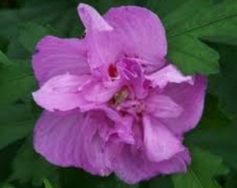 Rose Of Sharon 'Ardens' Althea Hibiscus syriacus Live Shrub Double Violet Rose Flowers---Gorgeous!!