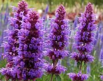 Agastache Hyssop 'Blue Boa' Hummingbird Mint Live Plant Perennial Fragrant Violet Blue Flowers---Beautiful!!