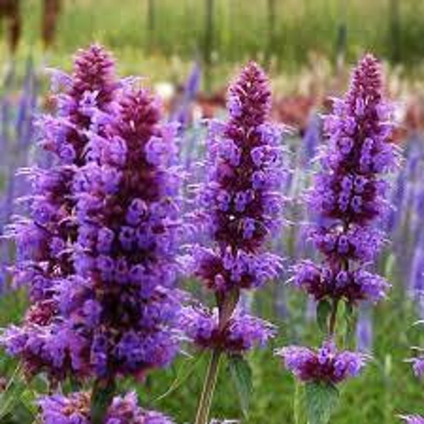 Agastache Hyssop 'Blue Boa' Hummingbird Mint Live Plant Perennial Fragrant Violet Blue Flowers---Beautiful!!