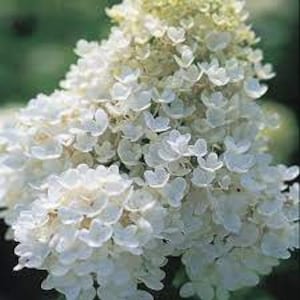 Hydrangea 'Pee Gee' Live Starter Plant Flowering Shrub White Panicle Flowers--Beautiful!!