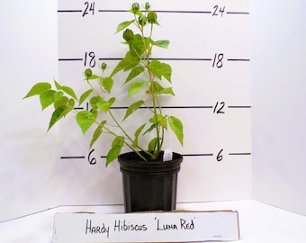 Hardy Hibiscus moscheutos &#39;Luna Red&#39; Perennial Live Plant Huge Red Flowers--Gorgeous!!