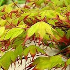 May include: A Japanese maple plant featuring delicate, palmately lobed leaves that transition from a vibrant lime green at the center to deep red tips. The foliage is dense, with thin, reddish-brown stems supporting the multi-colored leaves.
