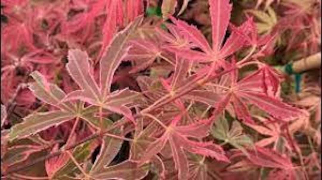 Japanese Maple 'geisha Gone Wild' Acer Palmatum dormant Live Tree