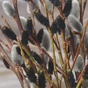 May include: Close-up of pussy willow branches. The image shows a collection of brown stems with soft, gray catkins and dark, fuzzy flower buds. The composition highlights the natural textures and colors of the plant.