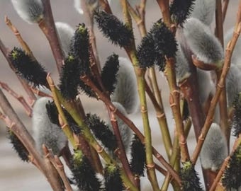 Black Pussy Willow StarterPlant 2 1/2" pot. Perennial Shrub Unique Black Catkins---Gorgeous!!