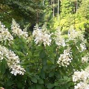May include: A lush green bush with numerous white flower clusters. The flowers are cone-shaped and densely packed, contrasting with the dark green foliage. The background features more greenery and trees, suggesting an outdoor setting.