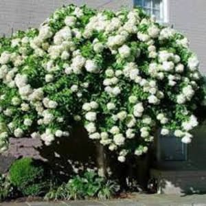 Puede incluir: Un arbusto grande y exuberante con abundantes racimos de flores blancas y follaje verde vibrante. La planta está en plena floración, creando una forma densa y redondeada. El arbusto está plantado cerca de un edificio con una ventana.