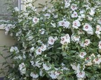 Althea 'Red Heart' Rose of Sharon Hibiscus syriacus Live Plant White Flowers Red Center Flowering Shrub--Gorgeous!!