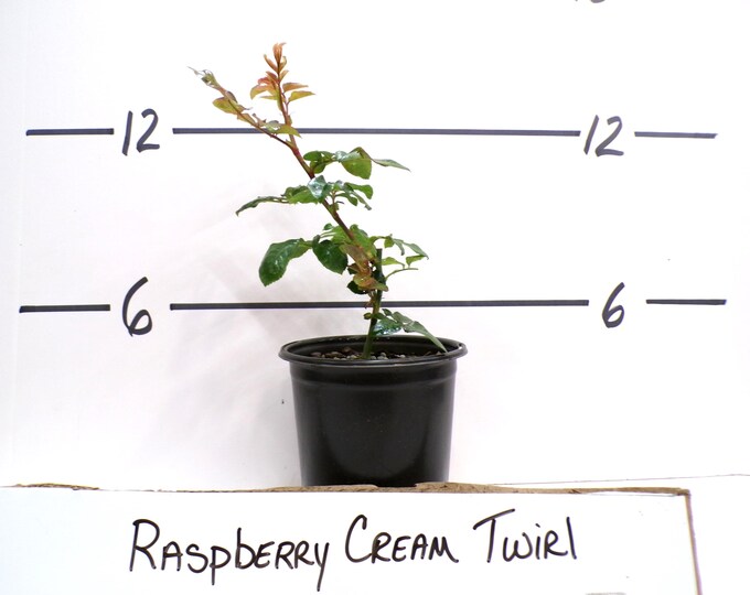 Climbing Rose 'raspberry Cream Twirl' 'meileratol' Rosa Live Plant ...