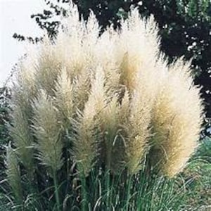 May include: A close-up of a large, fluffy pampas grass plant with creamy white plumes. The plant has long, green blades and is set against a backdrop of green foliage and a light sky.